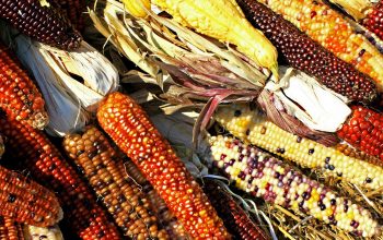 corn, cobs, maize-1235895.jpg